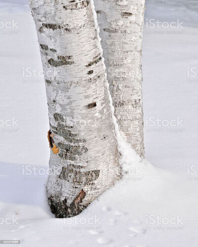 Birch Tree Base 
